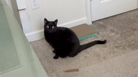 Cute Precious Piper Makes Sure Trash is Off the Office Floor - Adopting a Cat from a Shelter Vlog