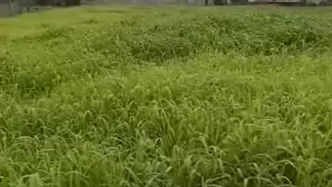 Nature field greeny