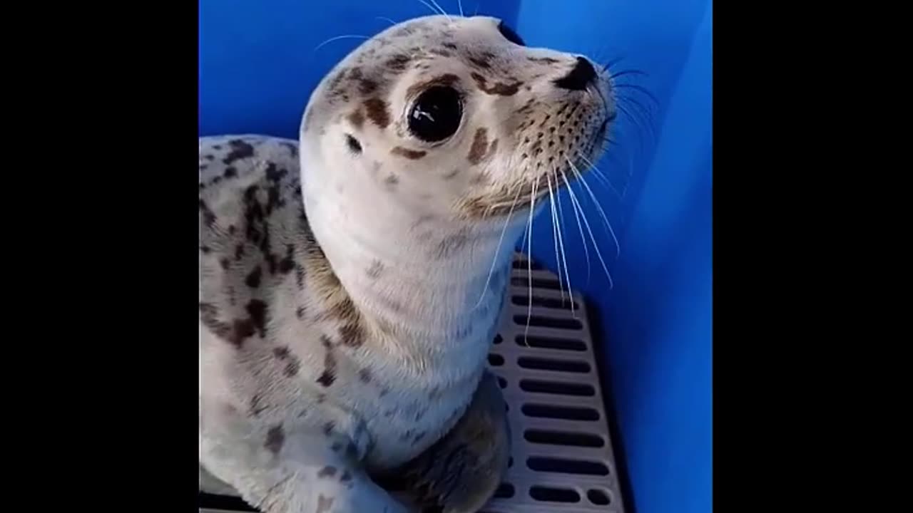 Cute baby animals video compilation cute moment of the animals.