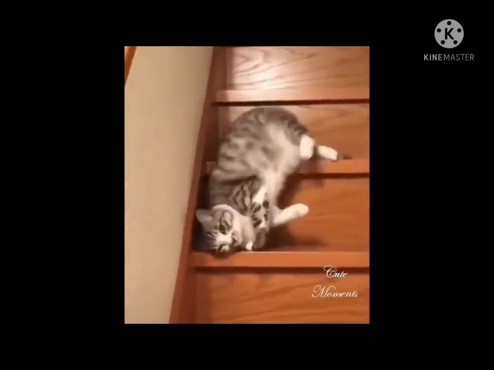 Funny Puppy ♥️ So Cute Pet ♥️