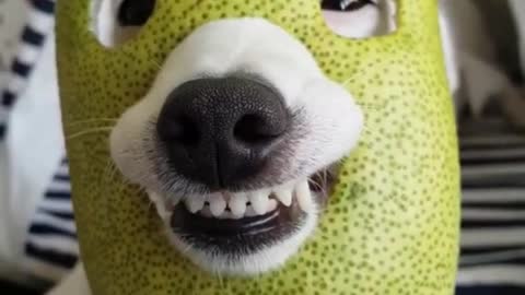 Animals fail to make us laugh Super funny animal compilation, 🐶Confuse Behavior