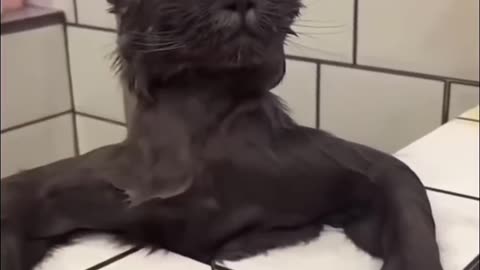 😍 The Cutest Pets: A Compilation You Need to See!
