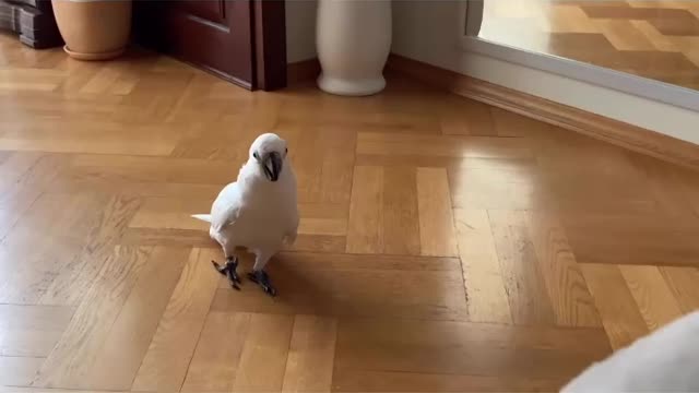 The first meeting of a parrot and a kitten.