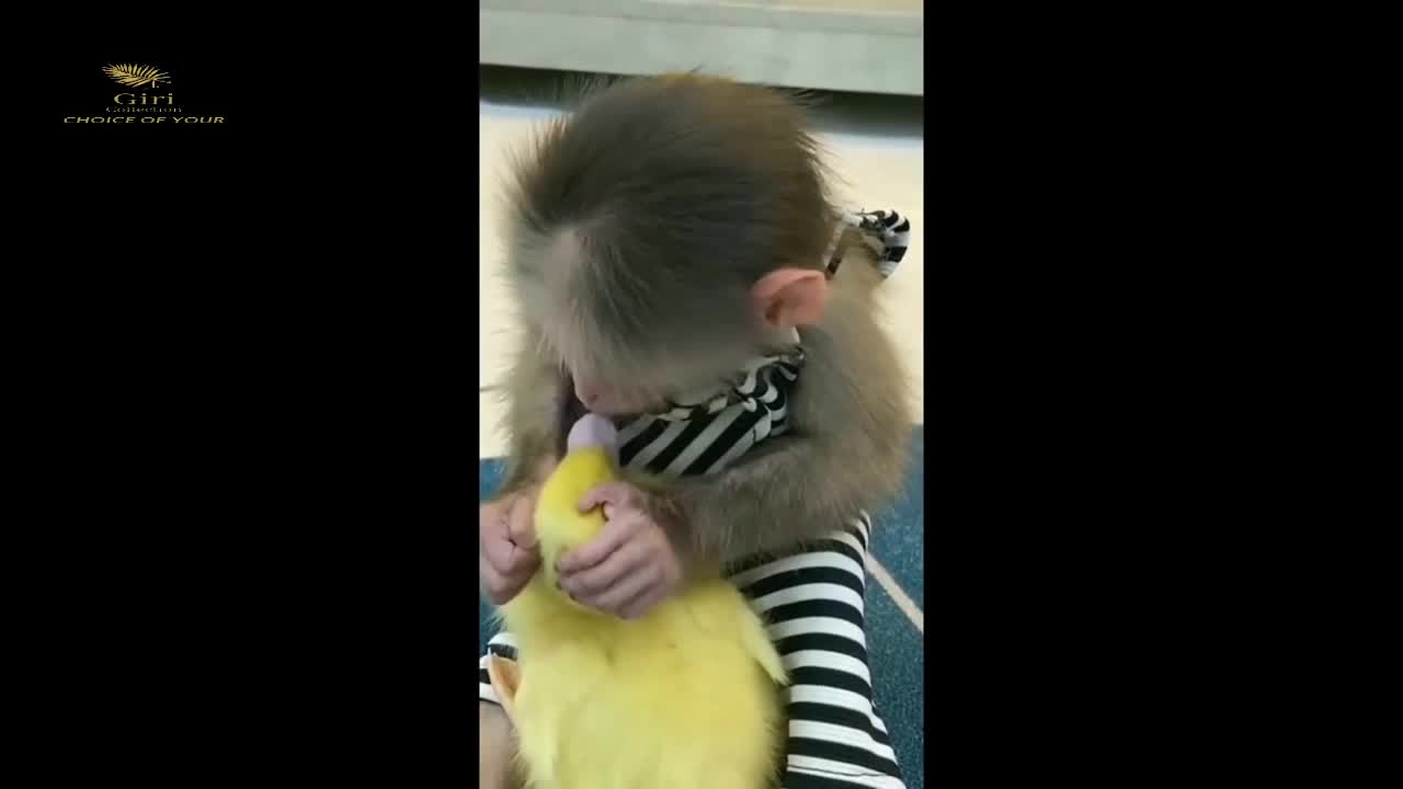 Baby monkey protects and takes care of ducks