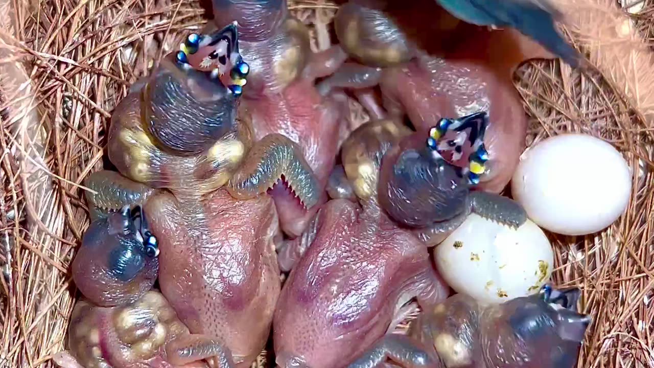 Gouldian Finch male in his nest with large clutch