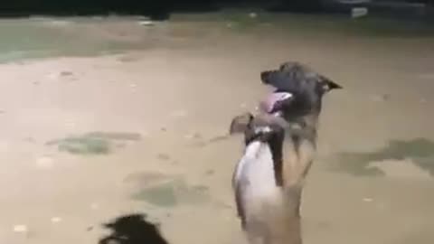 Dog-dancing-funny-video