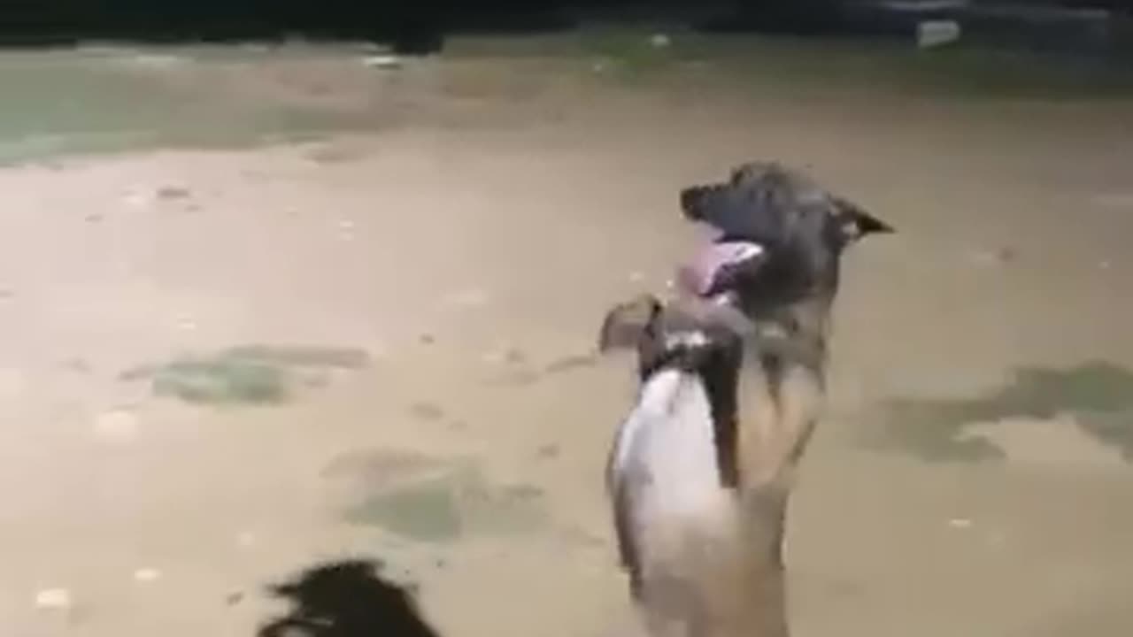 Dog-dancing-funny-video