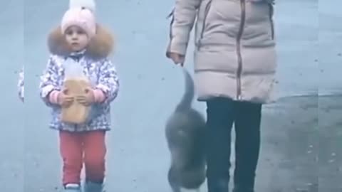 Cat fighting skill