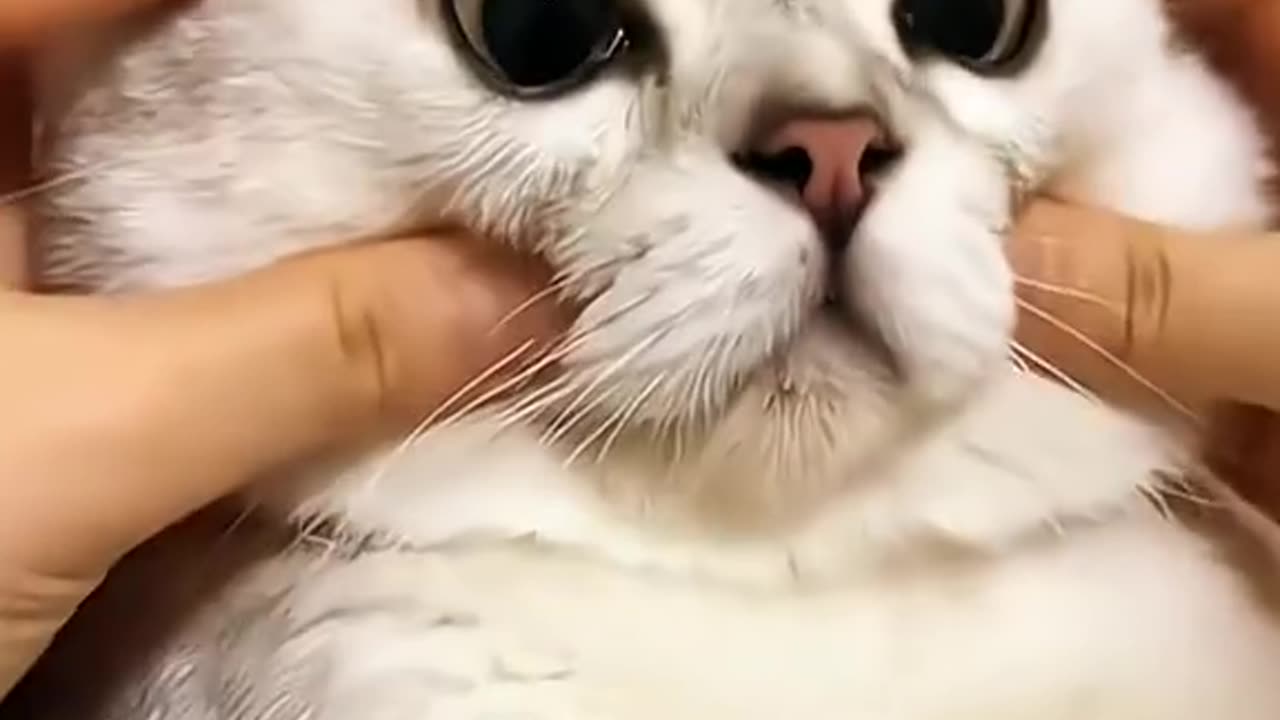 #funny #funnyvideo #cat