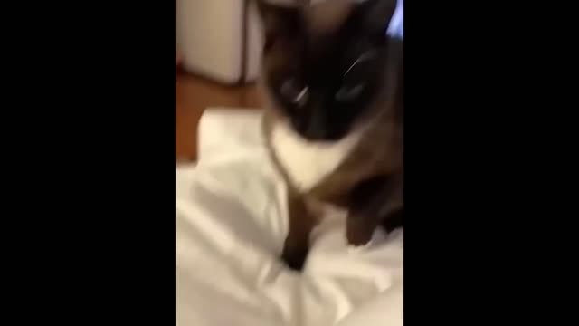 Funny cat complete