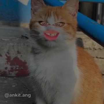 Koi paimana Nhi hai | Bangad Billa | Ankit ang #2shots #angvines #shots #Bangadbilla