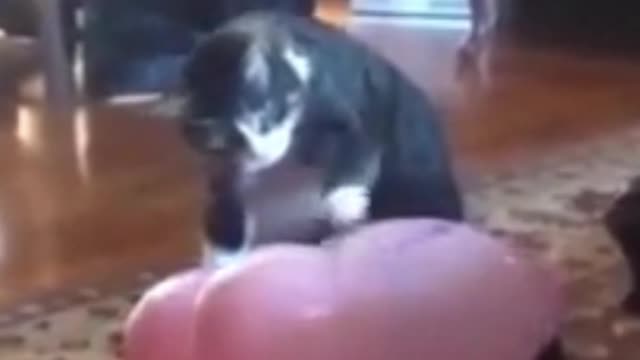 Cat Reaction to Playing Balloon 2