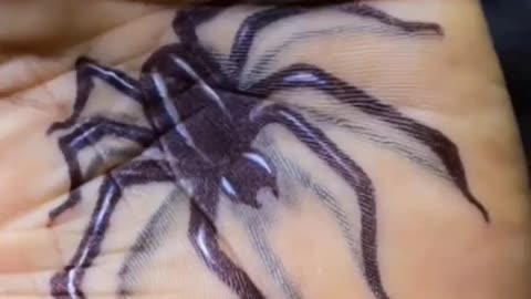 Spider Hand Tattoo Video