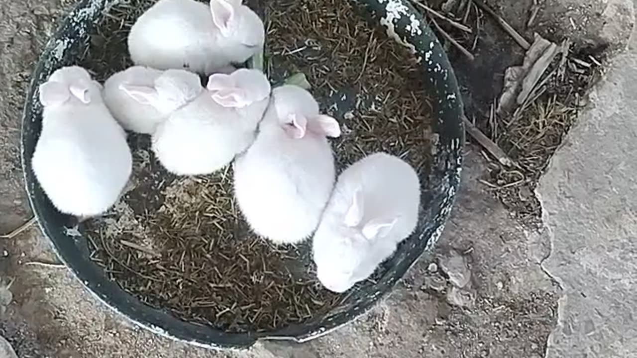 Rabbits eating calliflower.