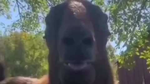 Funny animal video