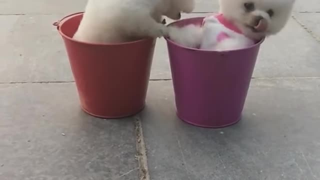 Lovely and cute baby cat's are playing