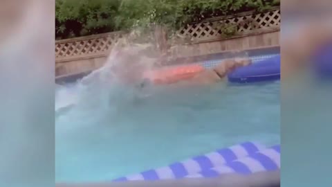 Dog Swimming In The Pool With His Friends