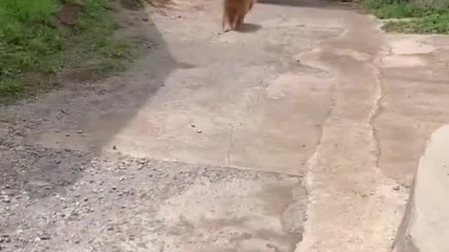 Where are these buns from...#NobodyNeedsToKnow #tiktok #dog #dogs #pet #fyp #foryou