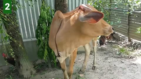 6 Cow Mooing - Whose Voice Is Good _ Every Cow Make Sounds Two Times _ Cow Voice Sounds PART 2