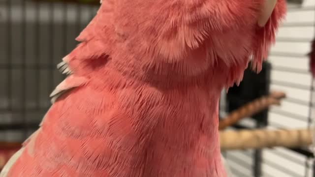 Benny the Rose-Breasted Cockatoo Asks for a Head Scratch