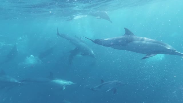 Life underwater. Oceans, seas, lakes