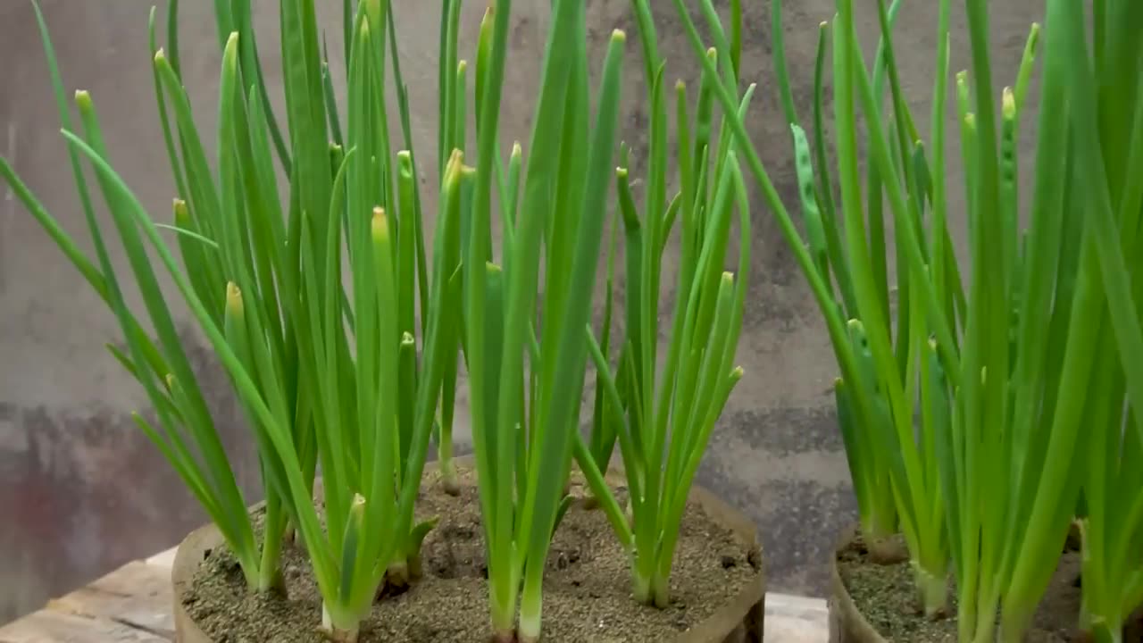 growing onions in a greenhouse from recycled plastic bottles Planted in sand_ Leaves grow too fast