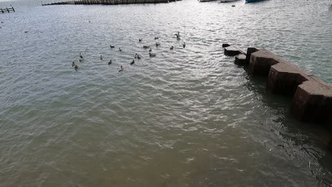 Ducks on the coast. Beautiful