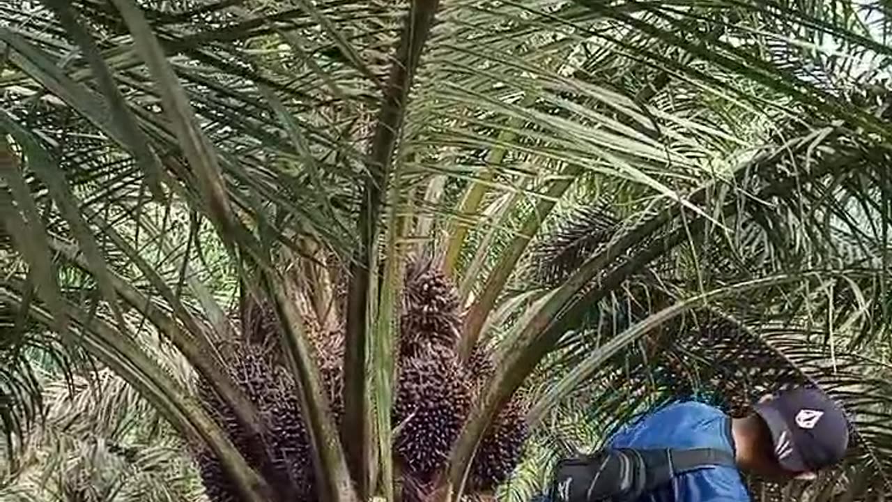 Palm oil from Indonesia