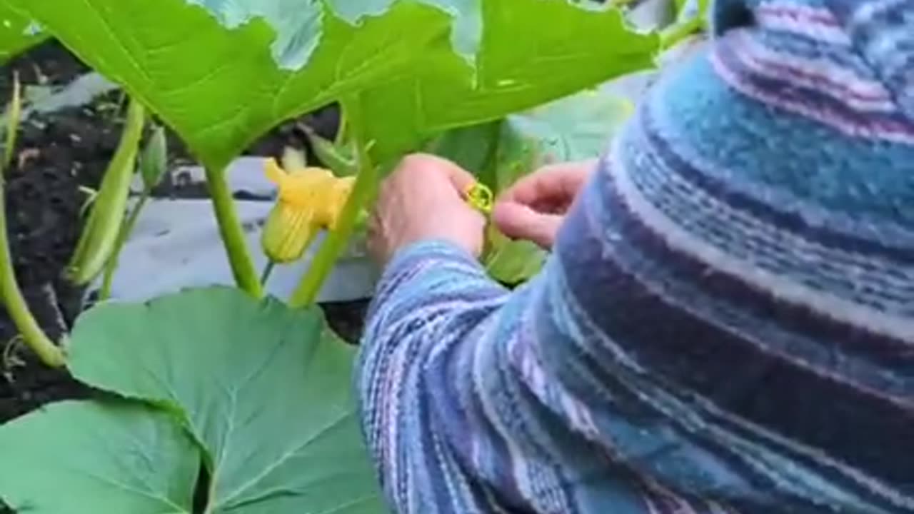 How to grow a giant pumpkin