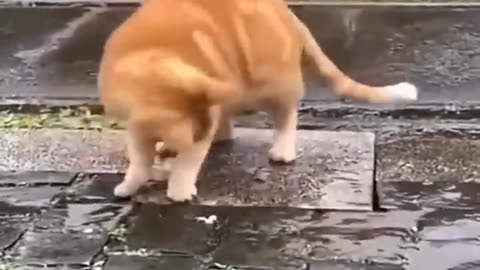 New Funny Videos 2022 😍 Cutest Cats and Dogs 🐱🐶