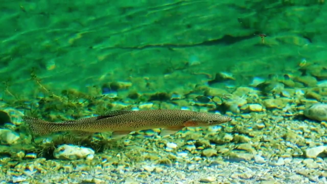 Spectacular Underwater World: A Symphony of Marine Life