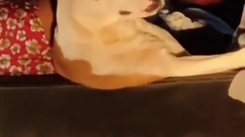 Swaggy Dog Look at me | Funny Dog