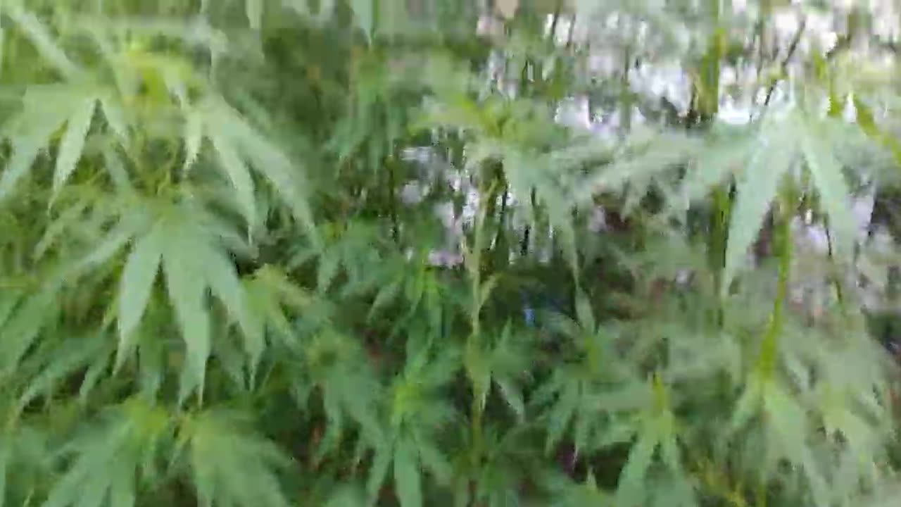 quick look cheers outdoor