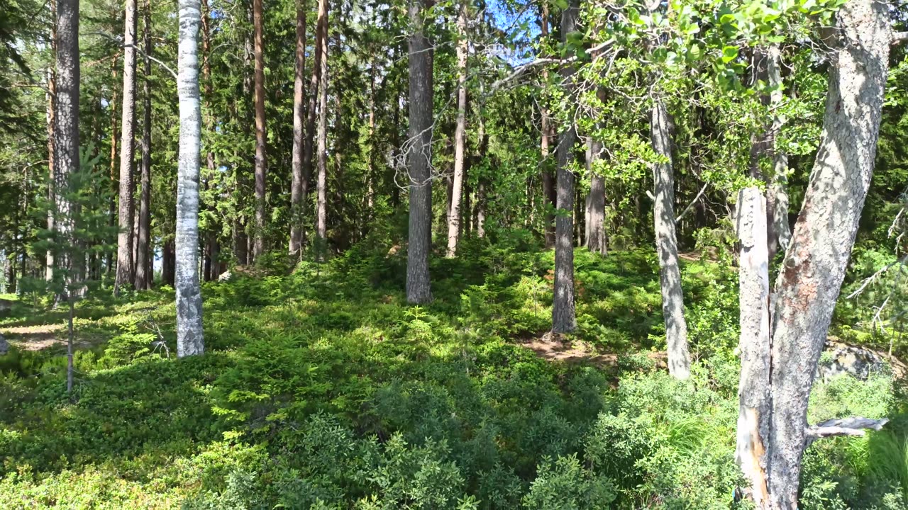 Fuxboudden naturreservat vid Våtsjön 9 Juli 2022