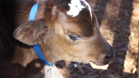 Cute Calf ,baby 🐄