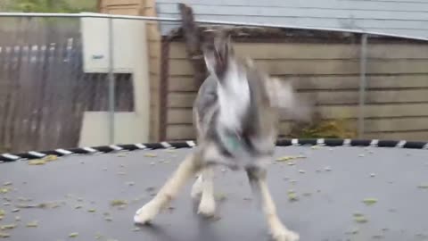 Wolf pup jumping on the trampoline