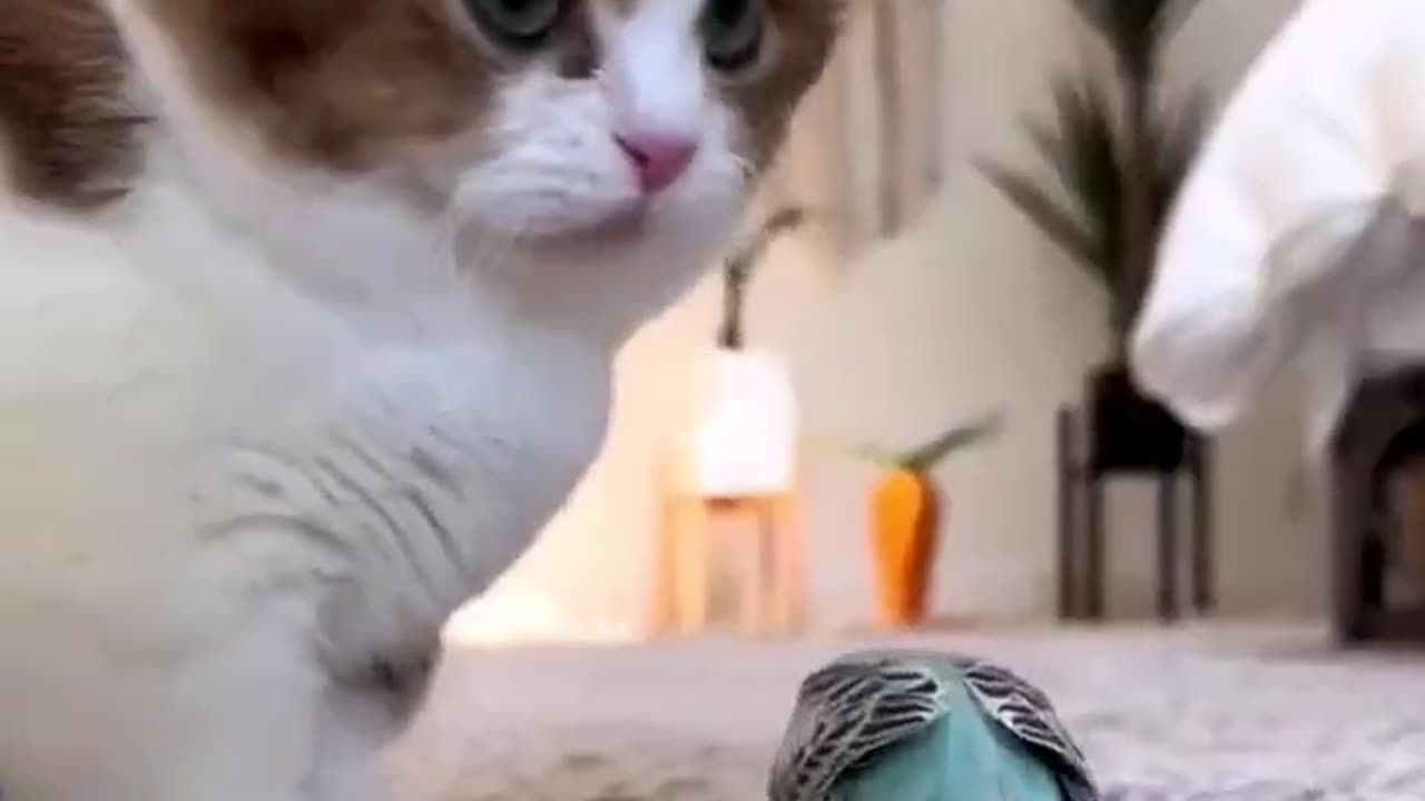 Who can refuse these cute little cats