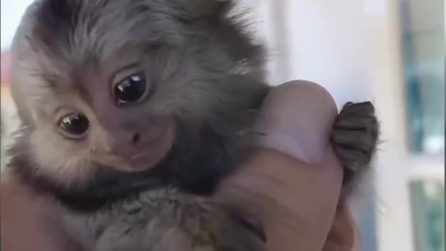 Finger Monkey 🐒 | CUTE😍🥰