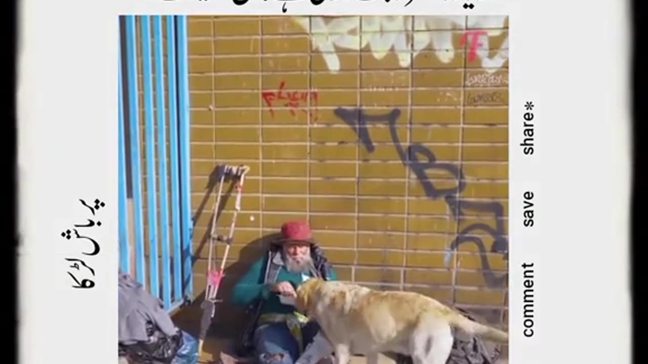 Dog life for humans lesson