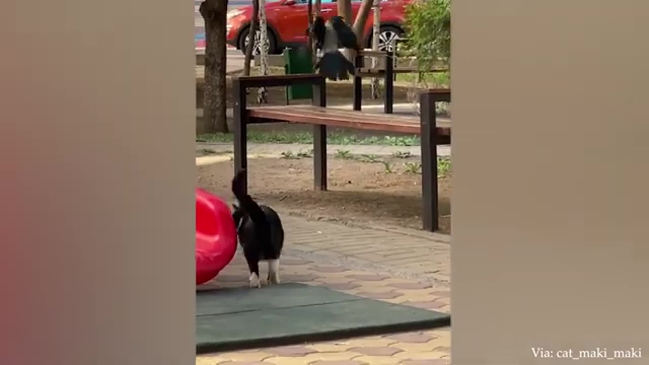 TRY NOT ANIMAL VIDEO TRY NOT LAUGH