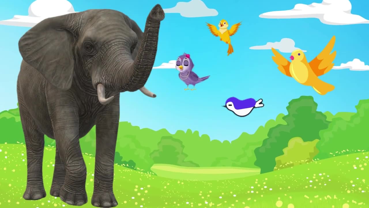 The Birds and The Elephant 🐘 🐘 (720P_HD)