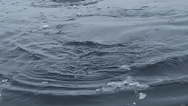 Bowhead Whale Emerges From Icy Water