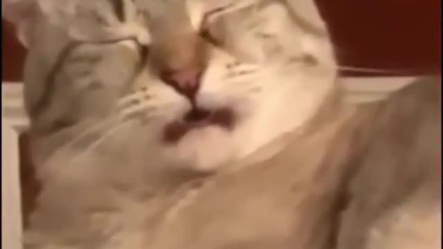 Cat Edition.Try Not To Laugh Challenge. Funny Videos😂😹