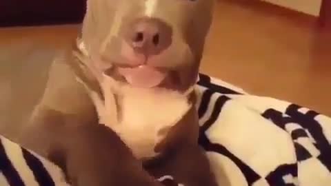 The dog is on the floor