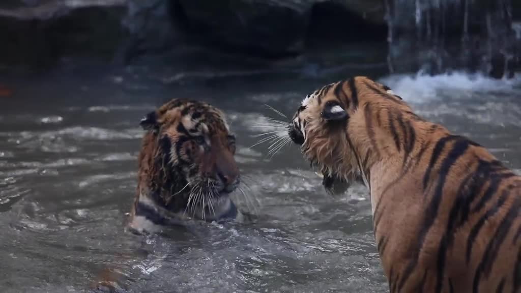 This is how tigress fights # tiger