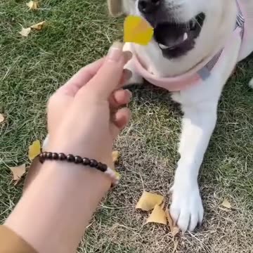 I found a cute puppy 🐶