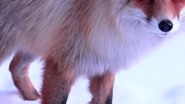 Cute little fox