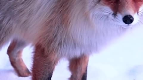 Cute little fox