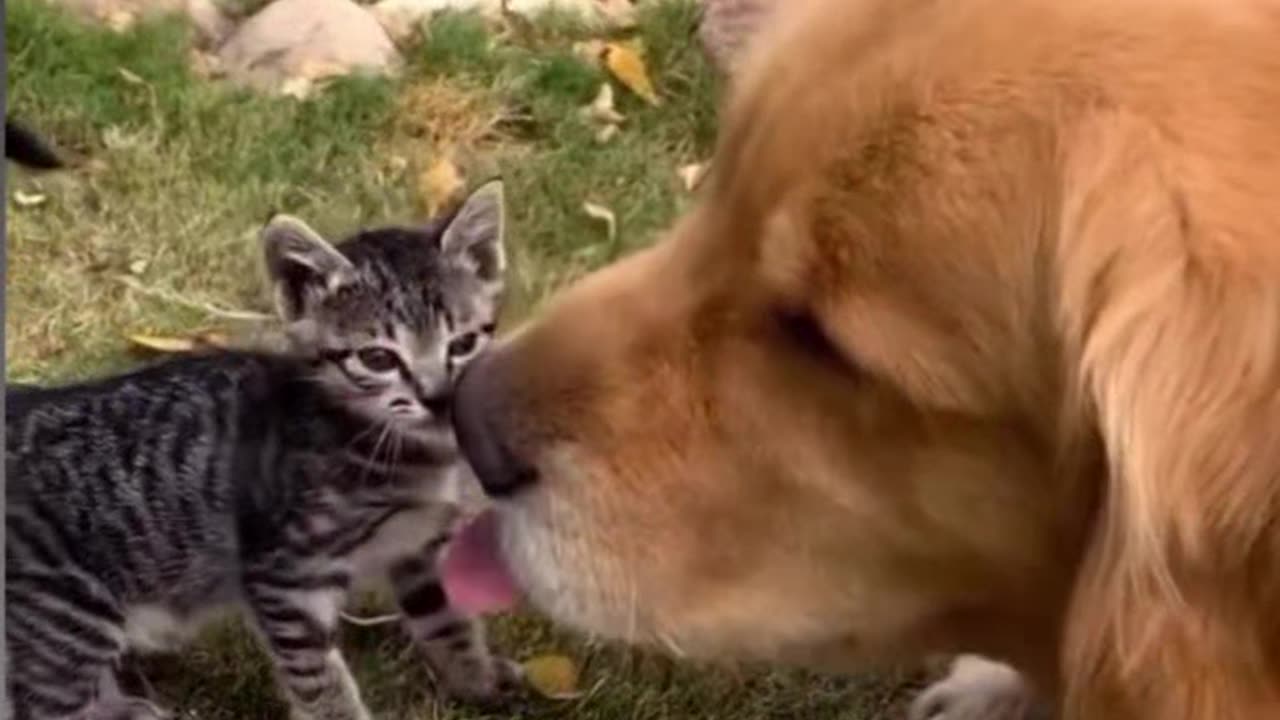 A biggest dog play with a small and cute cat.