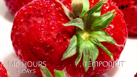 Rotting Strawberries Rotated Time-Lapse